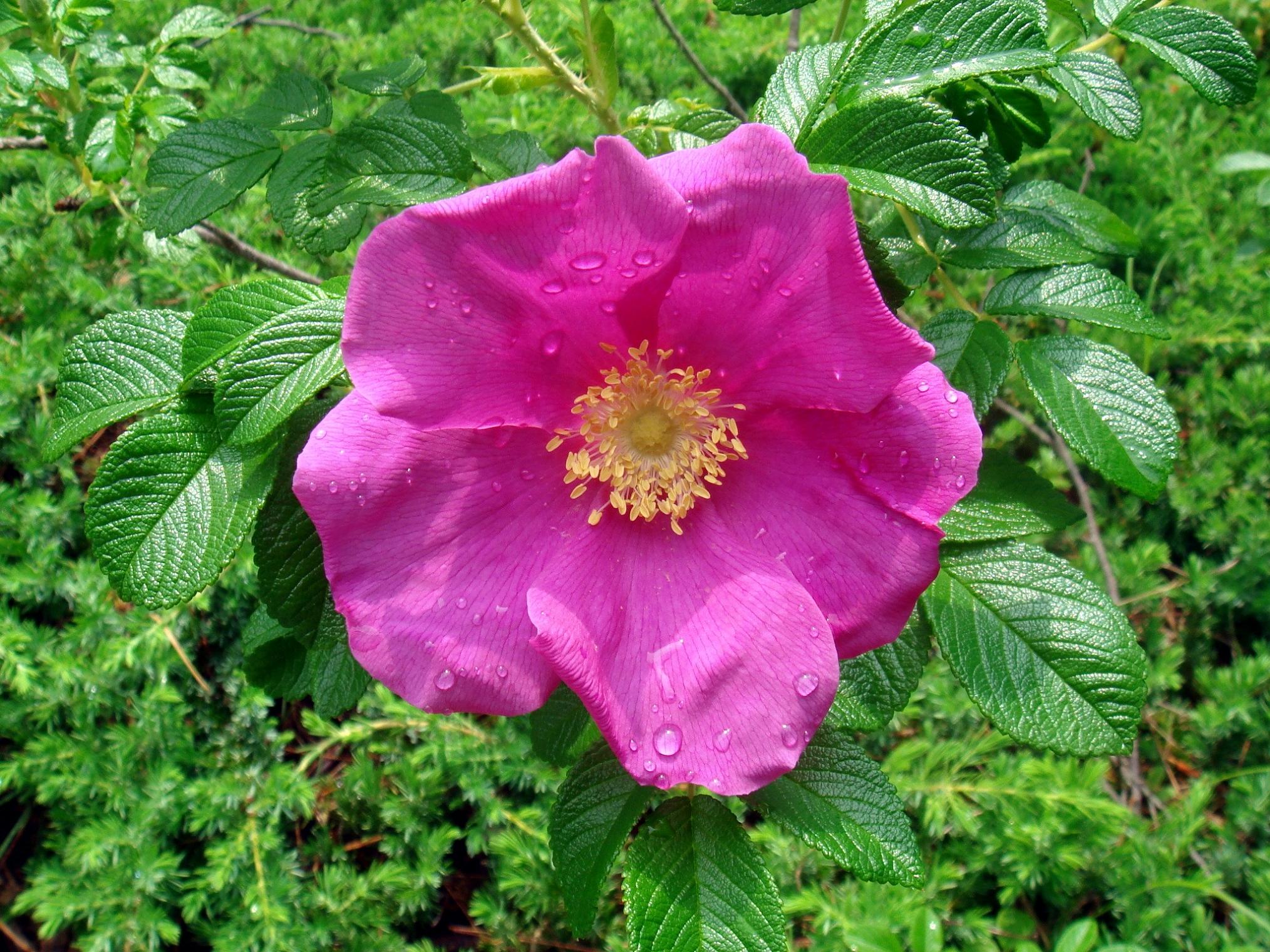 Rosa Rugosa Thunberg Ex Murray